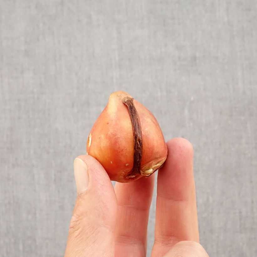 Exemplar von Darwin-Hybrid-Tulpe Silverstream Zwiebel Kaliber/Größe 12+ wie im Herbst geliefert