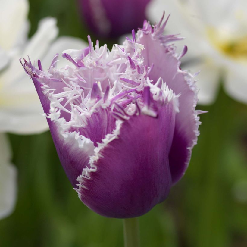 Gefranste Tulpe Cummins (Flowering)