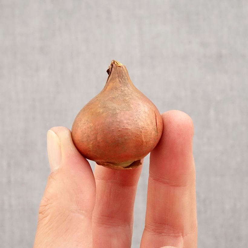 Exemplar von Gefranste Tulpe Queensland Zwiebel Kaliber/Größe 12 wie im Herbst geliefert