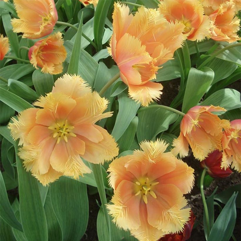 Gefranste Tulpe Lambada (Flowering)