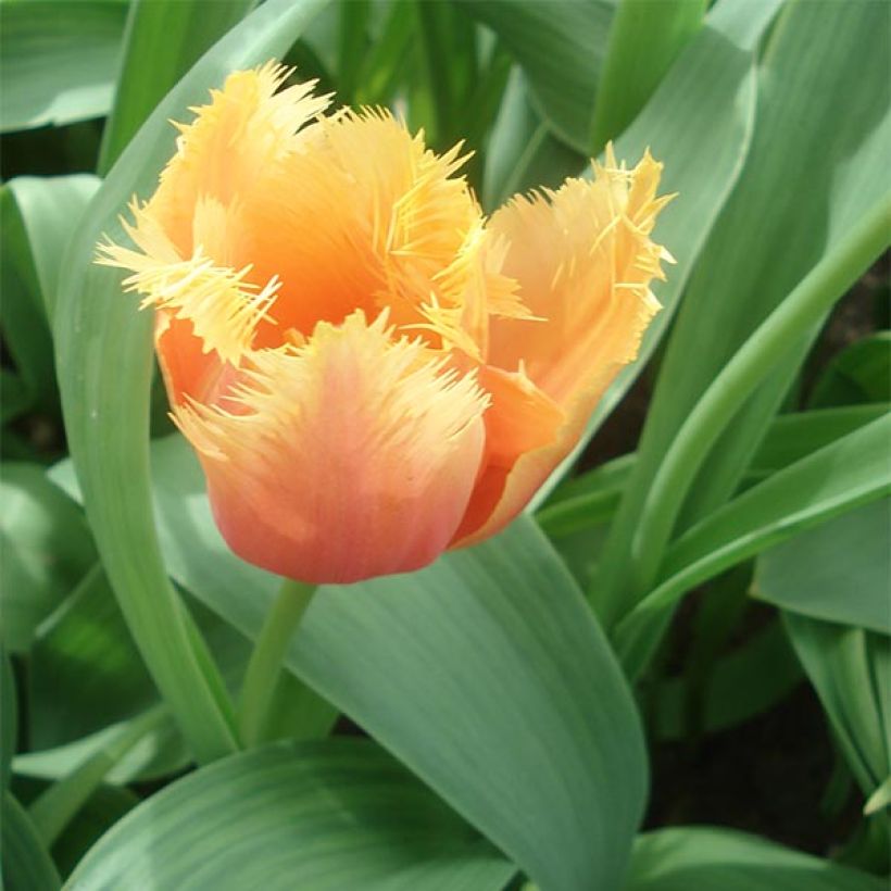 Gefranste Tulpe Lambada (Plant habit)