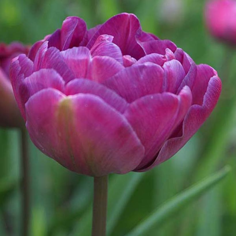 Späte Gefüllte Tulpe Diamant Bleu (Flowering)