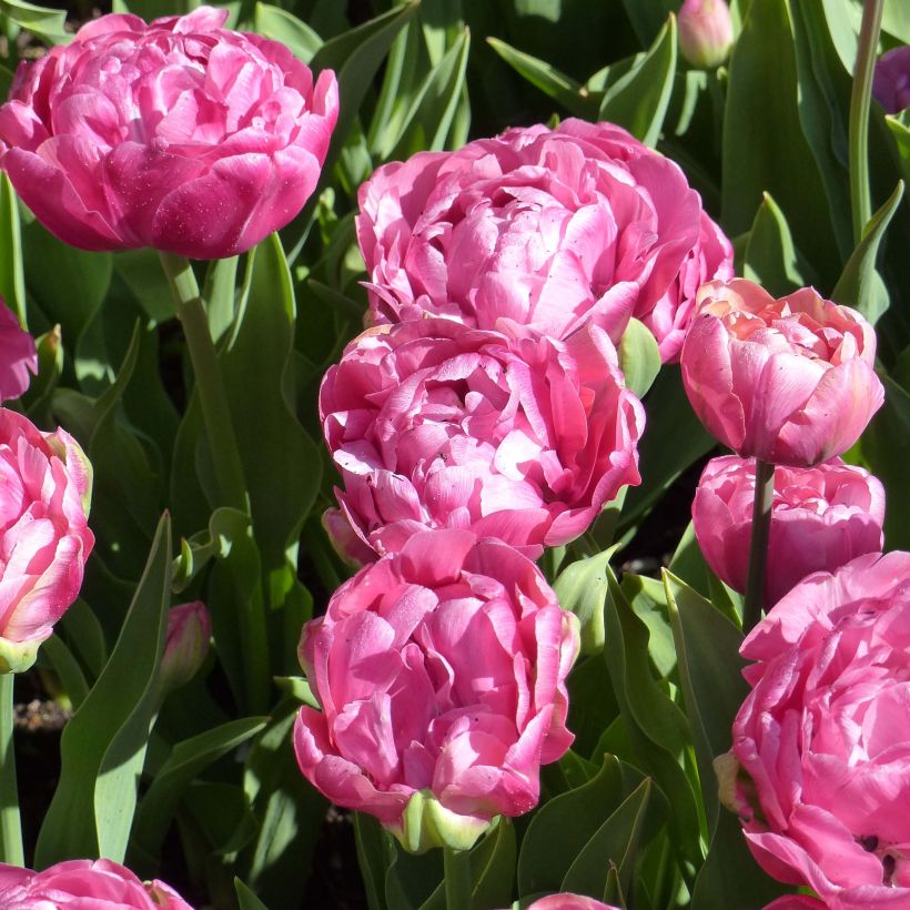 Frühe Gefüllte Tulpe Amazing Grace (Flowering)