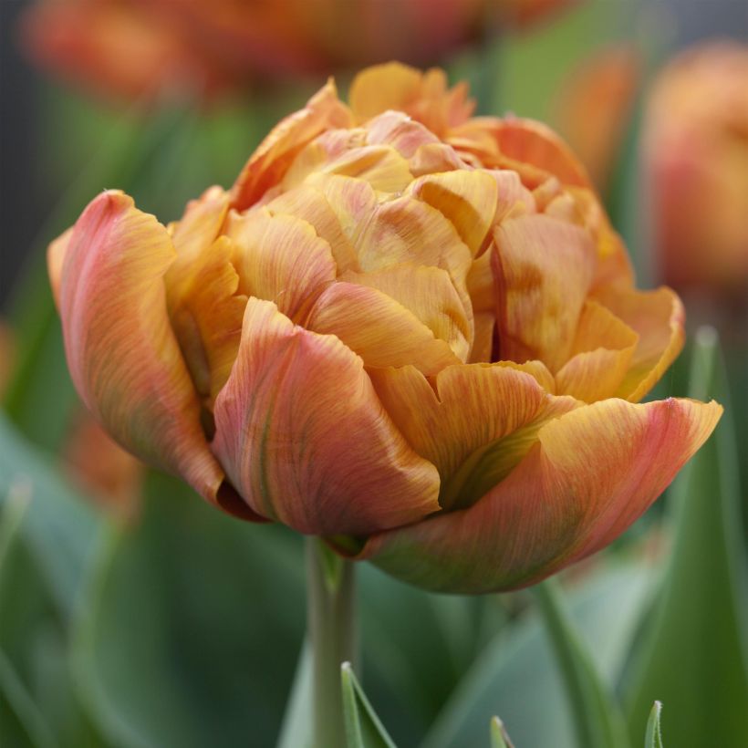 Frühe Gefüllte Tulpe Brownie (Flowering)