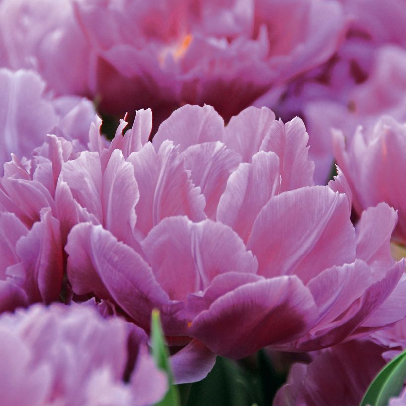 Frühe Gefüllte Tulpe Double Price (Flowering)
