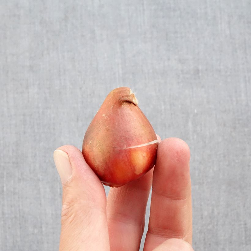 Exemplar von Frühe Gefüllte Tulpe Foxtrot Zwiebel Kaliber/Größe 12+ wie im Herbst geliefert