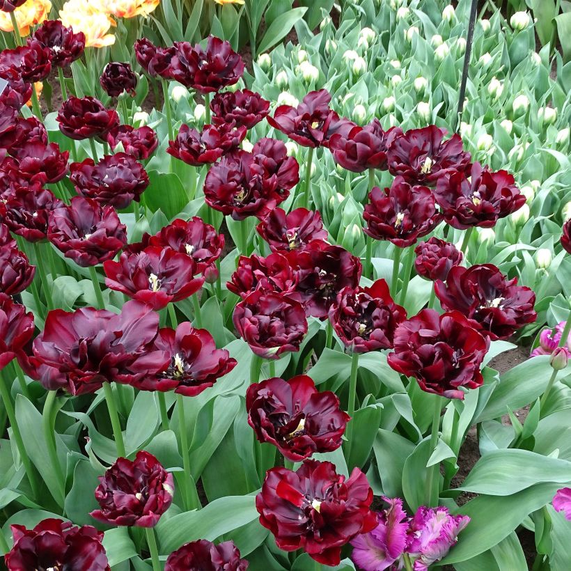 Frühe Gefüllte Tulpe Palmyra (Plant habit)