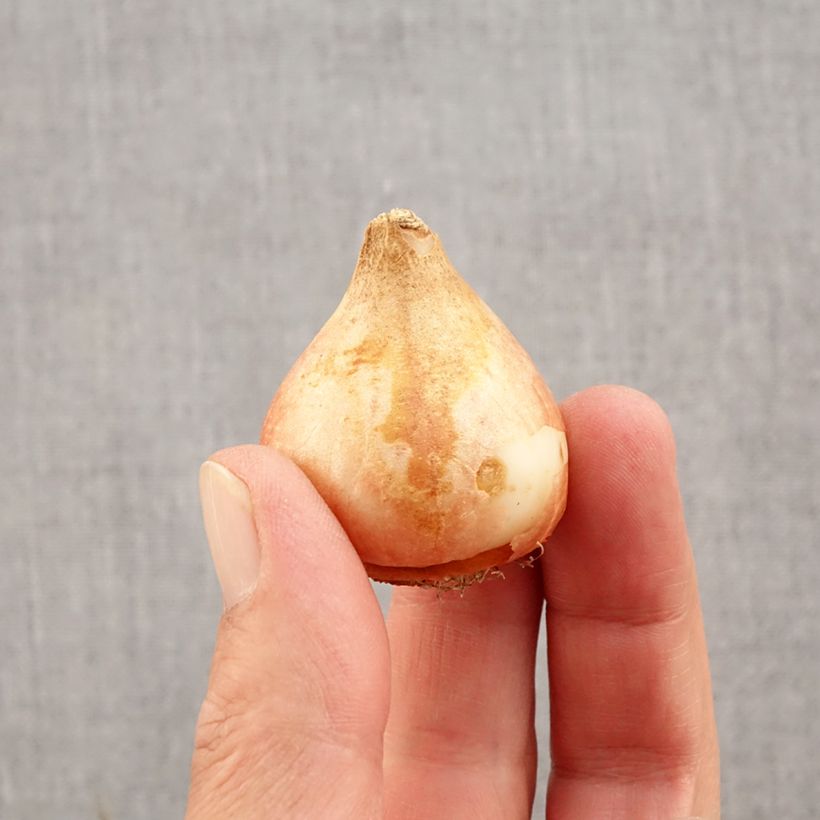 Exemplar von Späte Gefüllte Tulpe Ice Cream Zwiebel Kaliber/Größe 11+ wie im Herbst geliefert