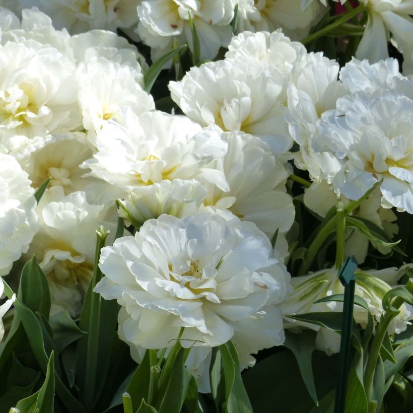 Späte Gefüllte Tulpe Nirvana (Flowering)