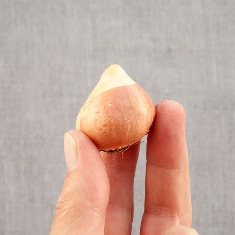 Exemplar von Späte Gefüllte Tulpe Sunset Tropical Zwiebel Kaliber/Größe 12 wie im Herbst geliefert