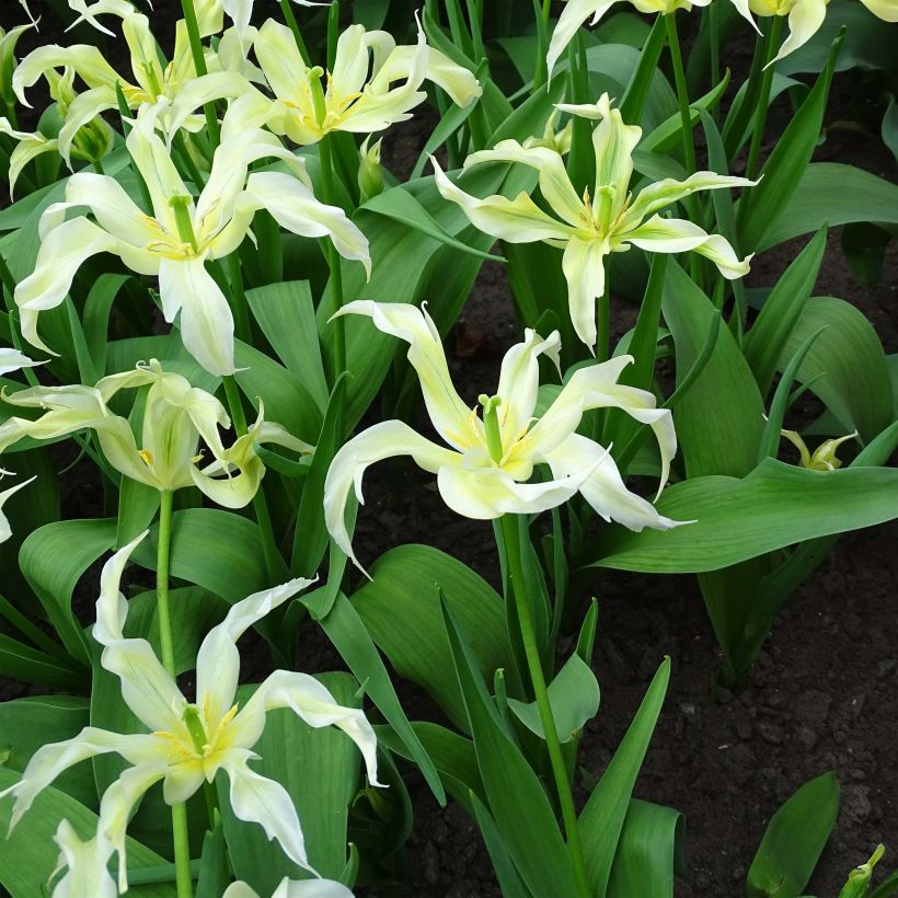 Lilienblütige Tulpe Green Dance (Flowering)
