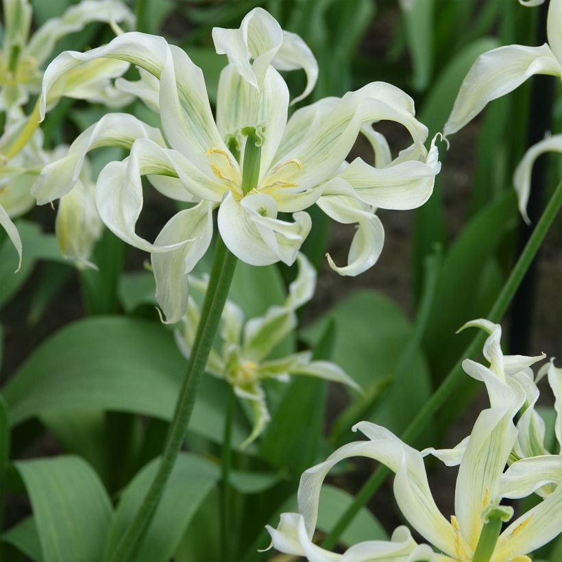 Lilienblütige Tulpe Green Dance (Plant habit)