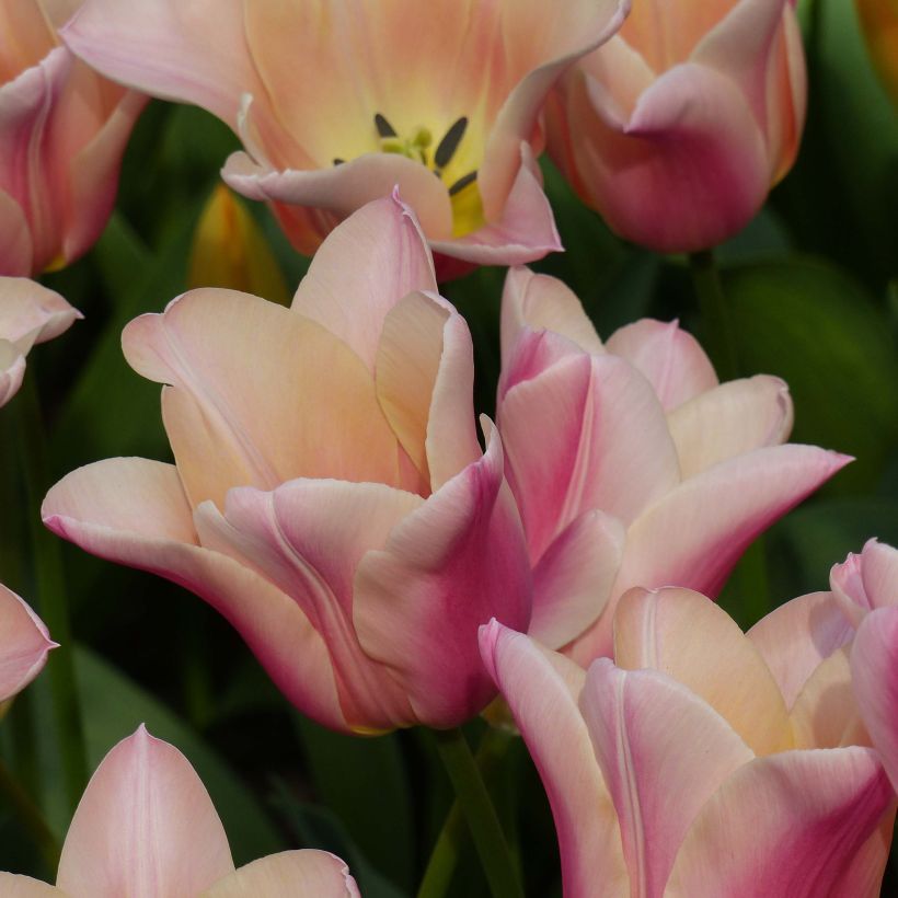 Lilienblütige Tulpe Sanne (Flowering)