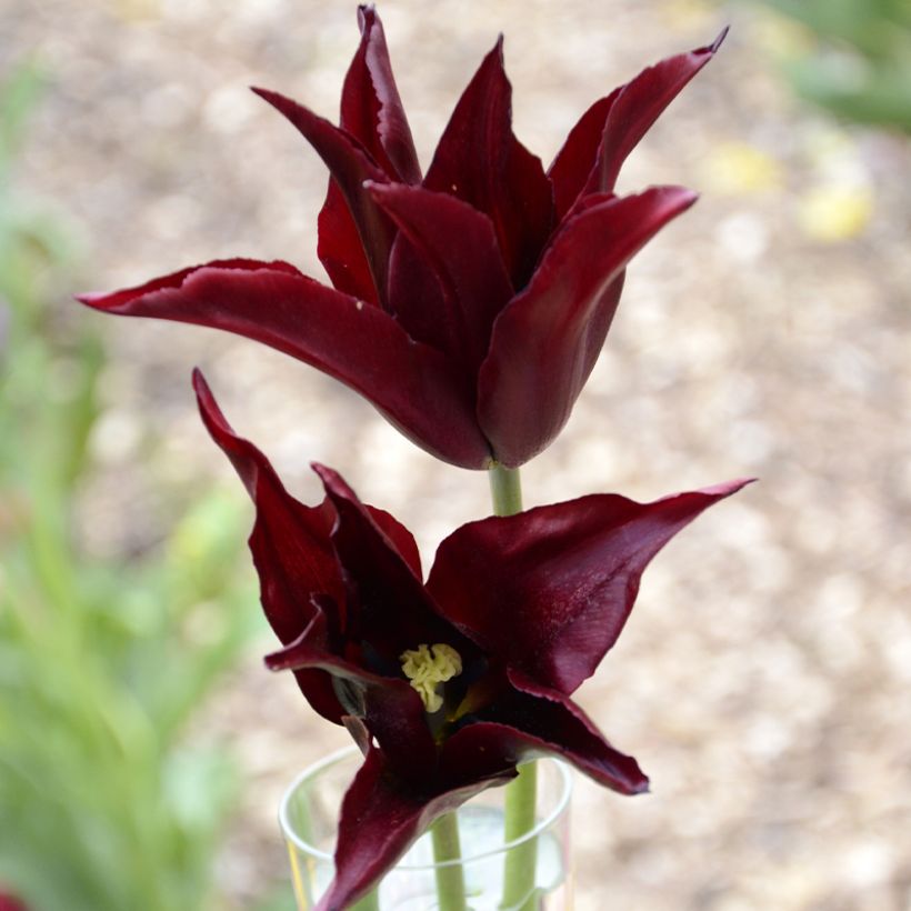 Lilienblütige Tulpe Sarah Raven (Flowering)