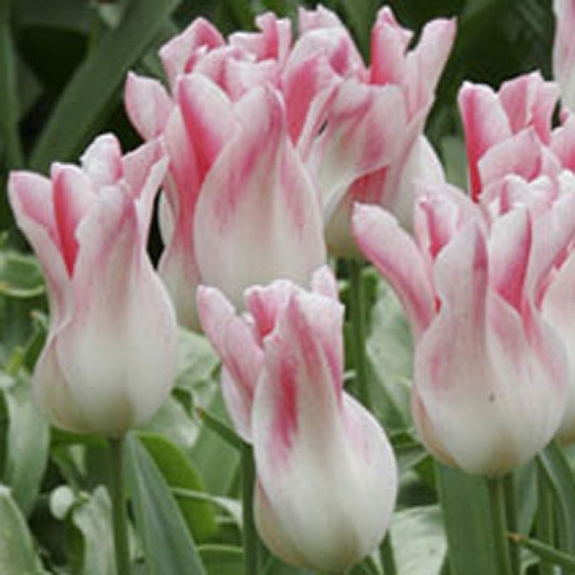 Lilienblütige Tulpe Holland Chic (Flowering)