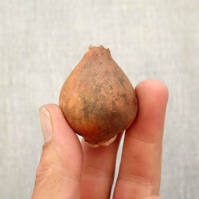 Example of Tulipa fosteriana Orange Emperor Zwiebel size 12+ as you get in automne