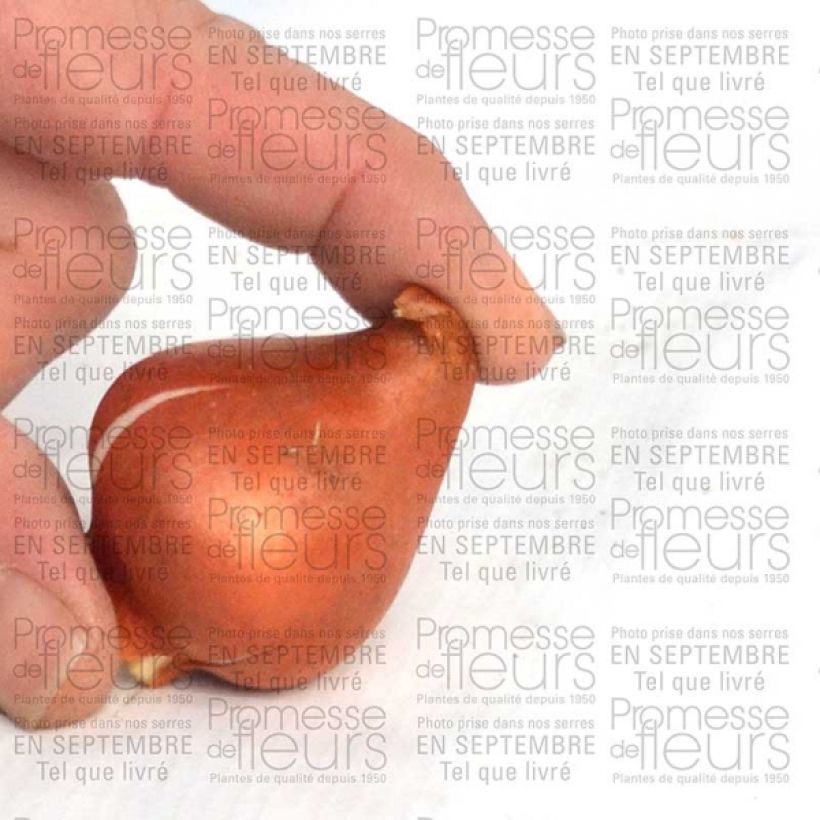 Example of Tulipa fosteriana Sweetheart Zwiebel size 11+ as you get