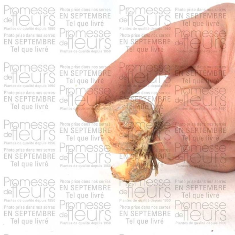 Example of Tulipa fosteriana Yellow Purissima Zwiebel size 12+ as you get