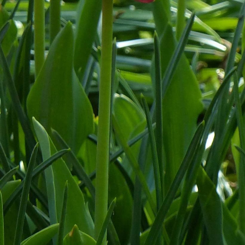 Papageien-Tulpe Amazing Parrot (Foliage)