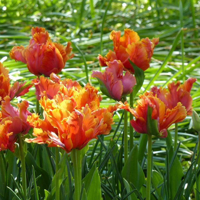 Papageien-Tulpe Amazing Parrot (Plant habit)