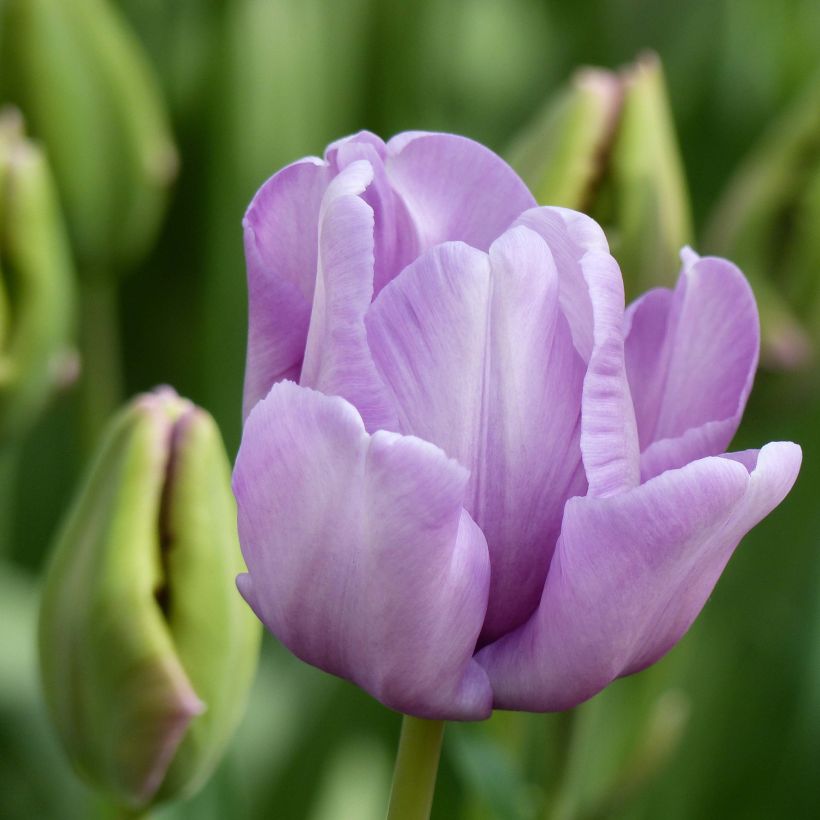 Papageien-Tulpe James Last (Flowering)
