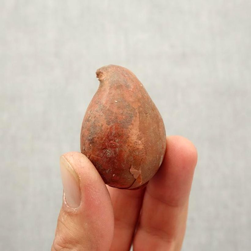 Example of Papageien-Tulpe Madonna Zwiebel size 10/12 as you get in automne
