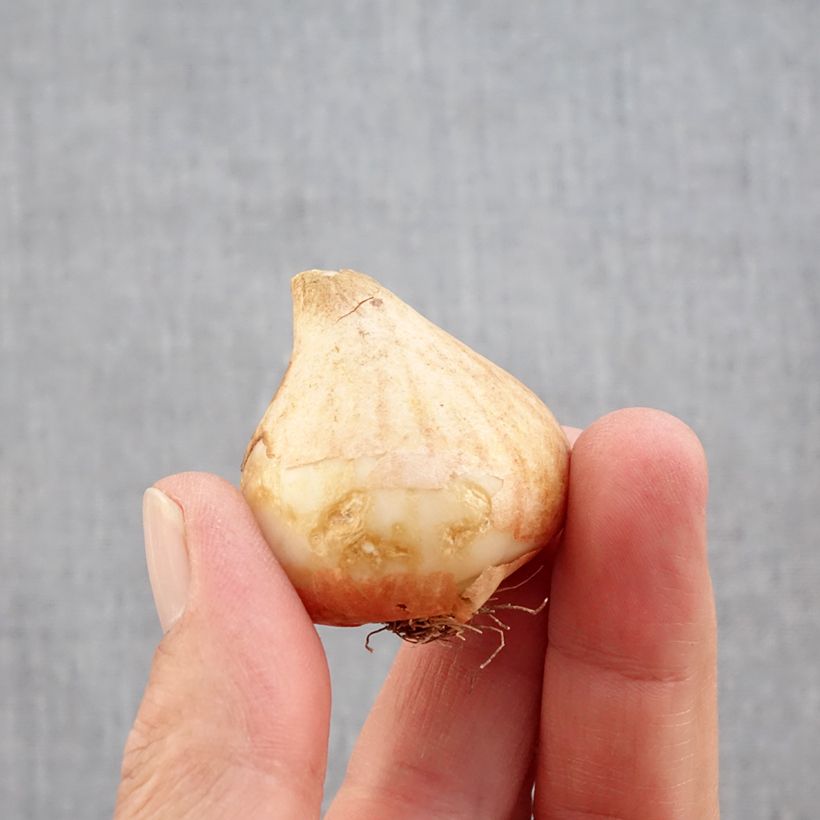 Exemplar von Papageien-Tulpe Rococo Zwiebel Kaliber/Größe 11+ wie im Herbst geliefert