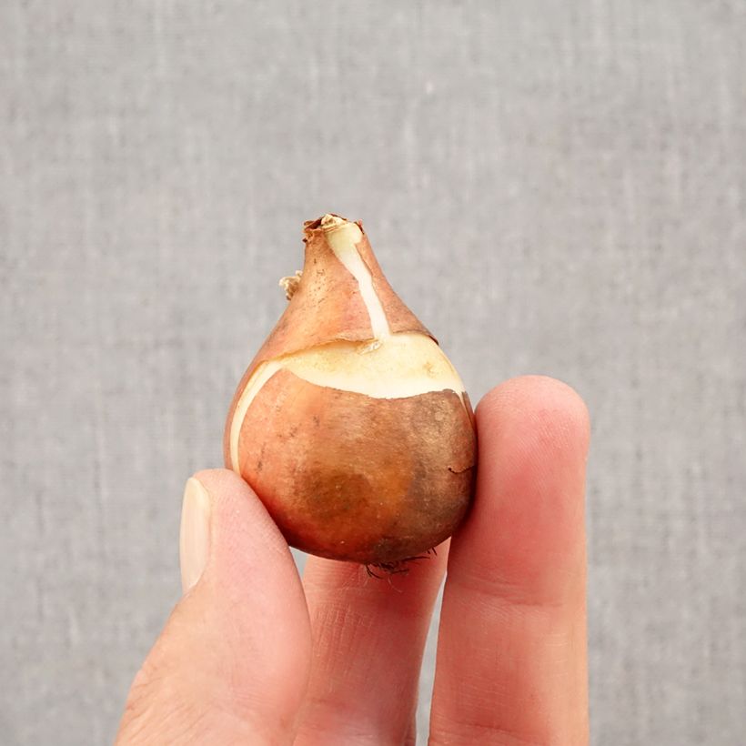 Exemplar von Frühe Einfache Tulpe Christmas Carol Zwiebel Kaliber/Größe 11+ wie im Herbst geliefert