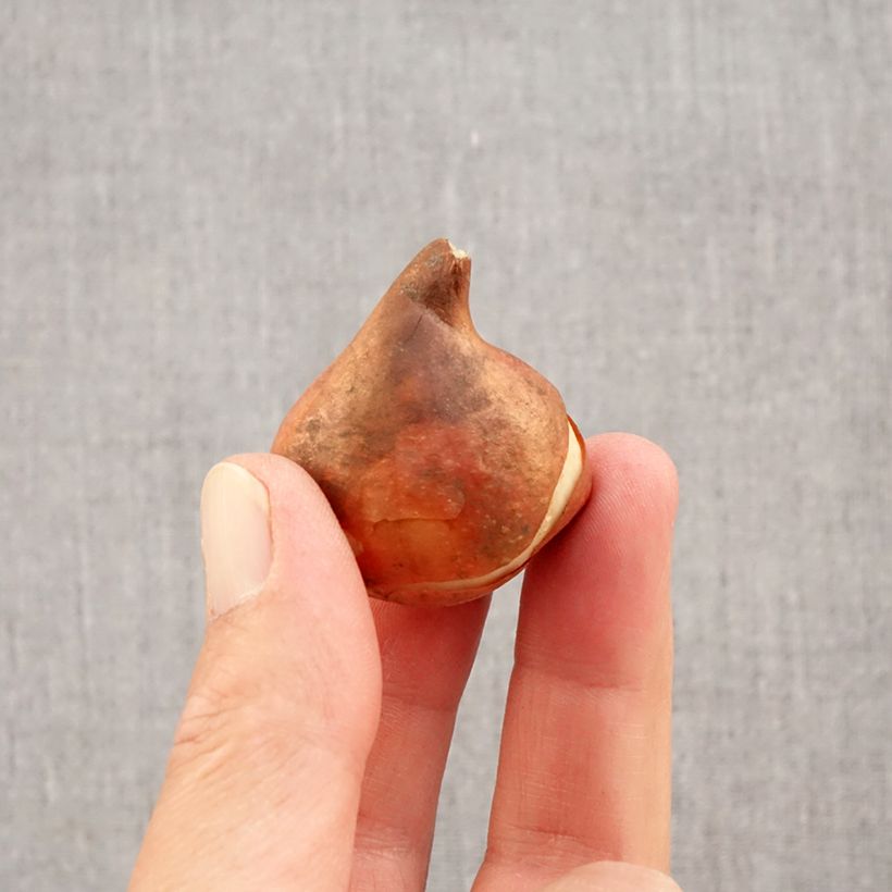 Exemplar von Frühe Einfache Tulpe Flair Zwiebel Kaliber/Größe 11+ wie im Herbst geliefert