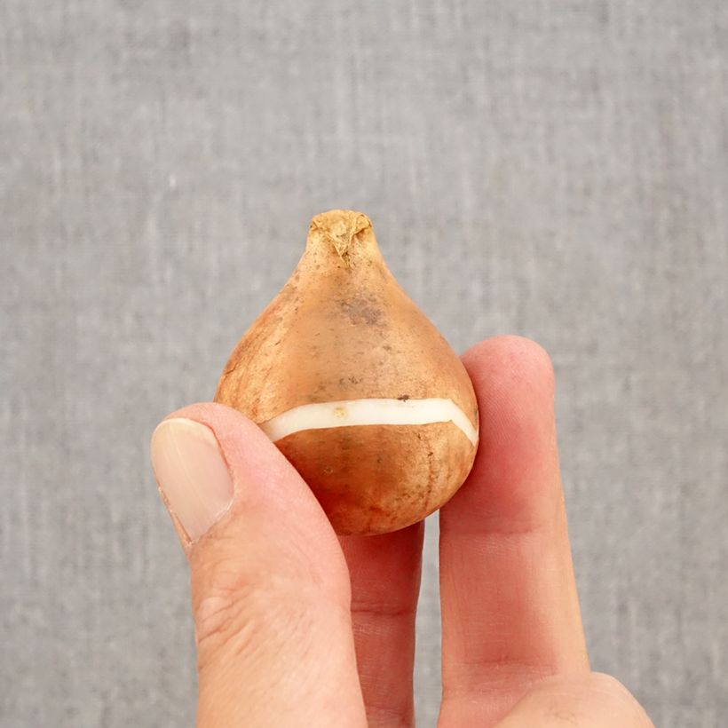 Exemplar von Späte Einfache Tulpe Reine de la Nuit Zwiebel Kaliber/Größe 12+ wie im Herbst geliefert