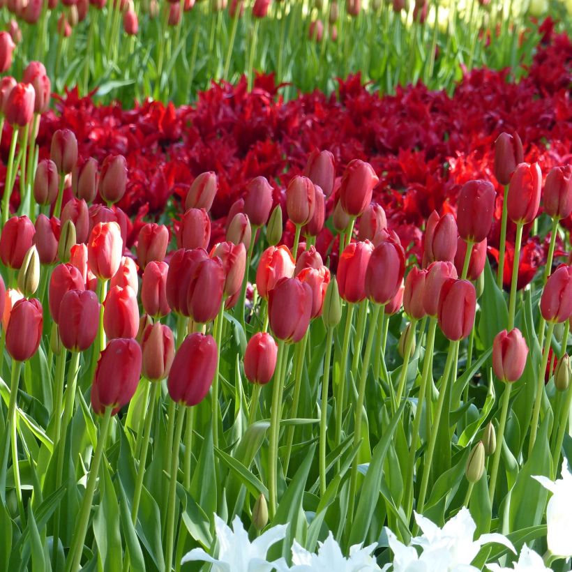 Späte Einfache Tulpe Sky High Scarlet (Plant habit)