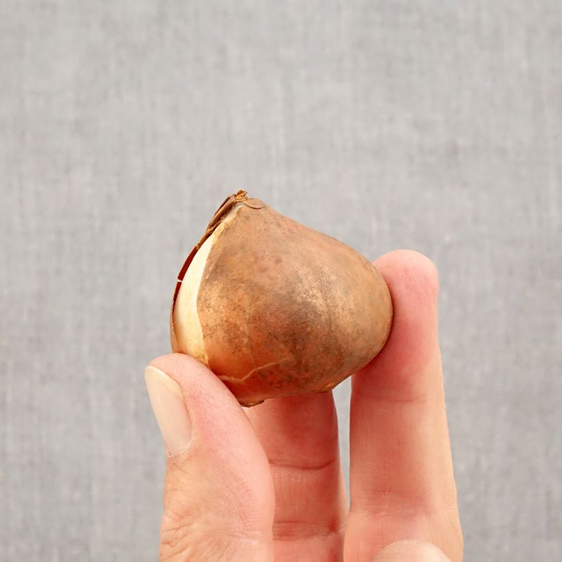 Exemplar von Triumph-Tulpe Apricot Favourite Zwiebel Kaliber/Größe 11+ wie im Herbst geliefert