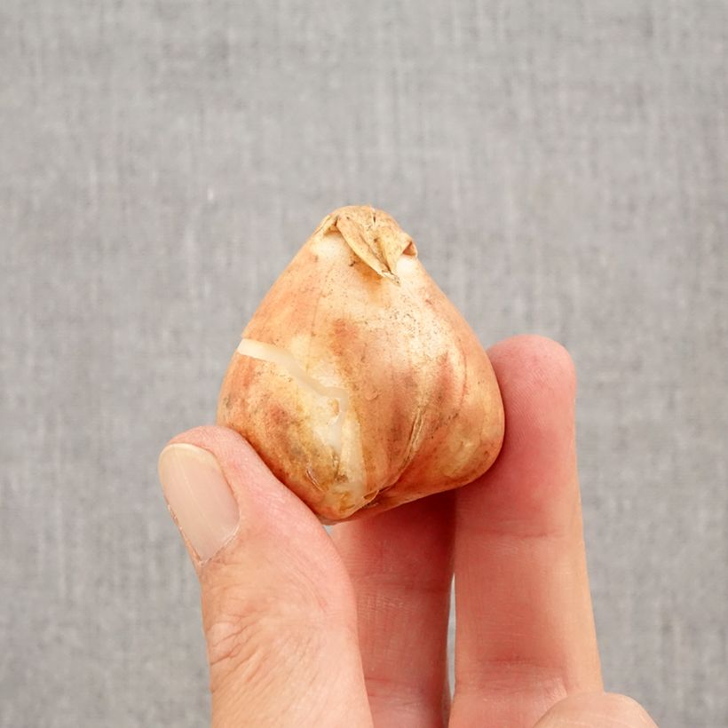 Exemplar von Triumph-Tulpe Boston Zwiebel Kaliber/Größe 12+ wie im Herbst geliefert