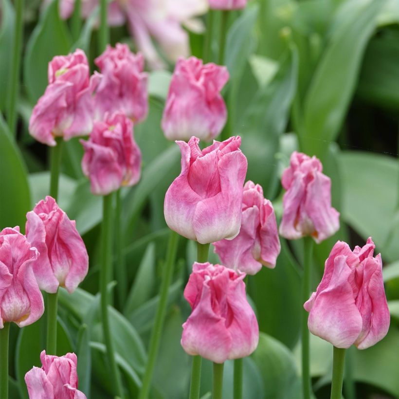 Triumph-Tulpe Crown of Dynasty (Flowering)