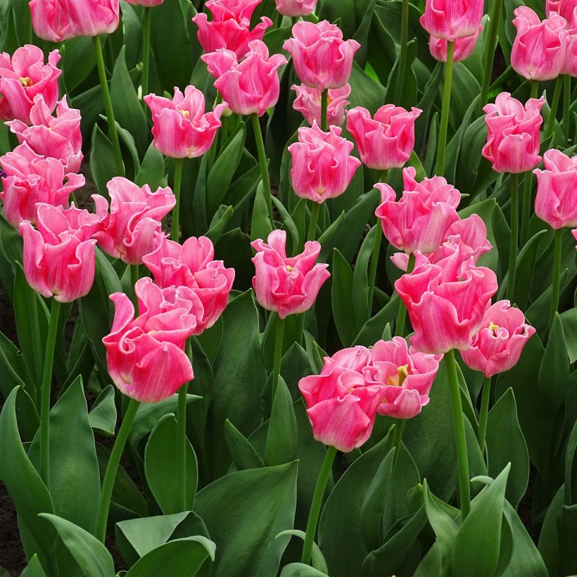 Triumph-Tulpe Crown of Dynasty (Plant habit)