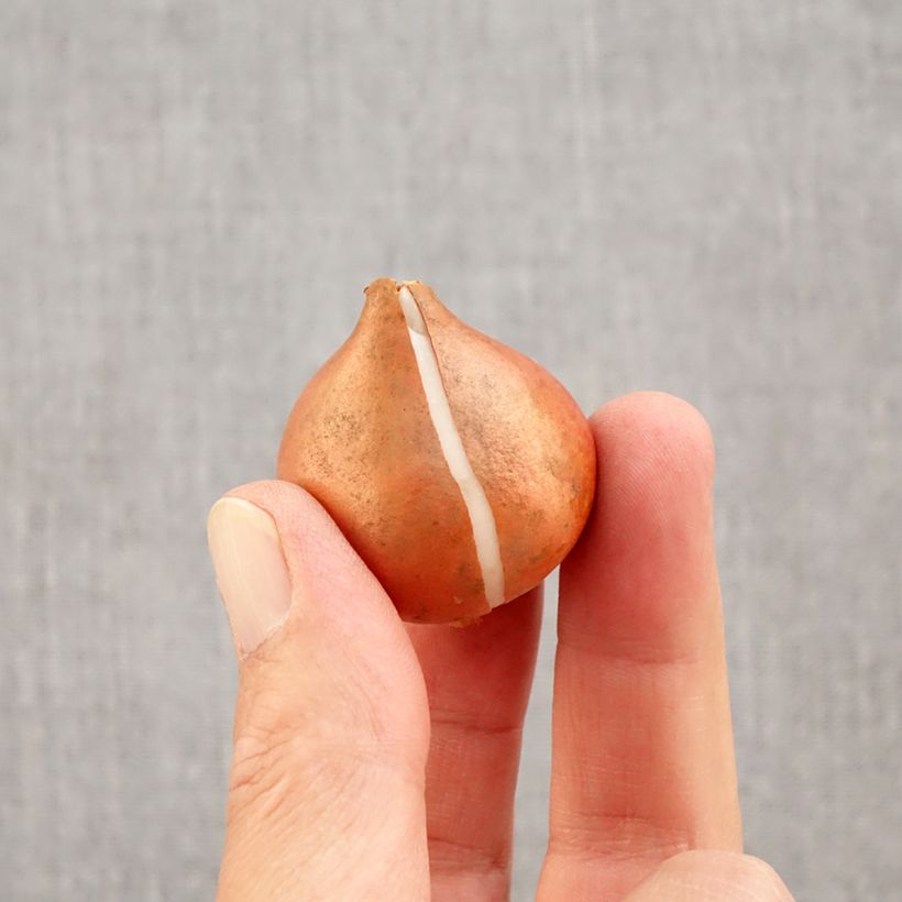 Exemplar von Triumph-Tulpe Flaming Flag Zwiebel Kaliber/Größe 11+ wie im Herbst geliefert