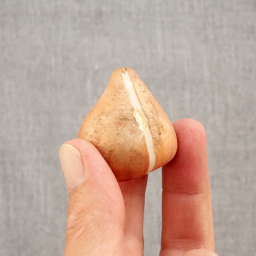 Exemplar von Triumph-Tulpe Happy Generation Zwiebel Kaliber/Größe 11/12 wie im Herbst geliefert