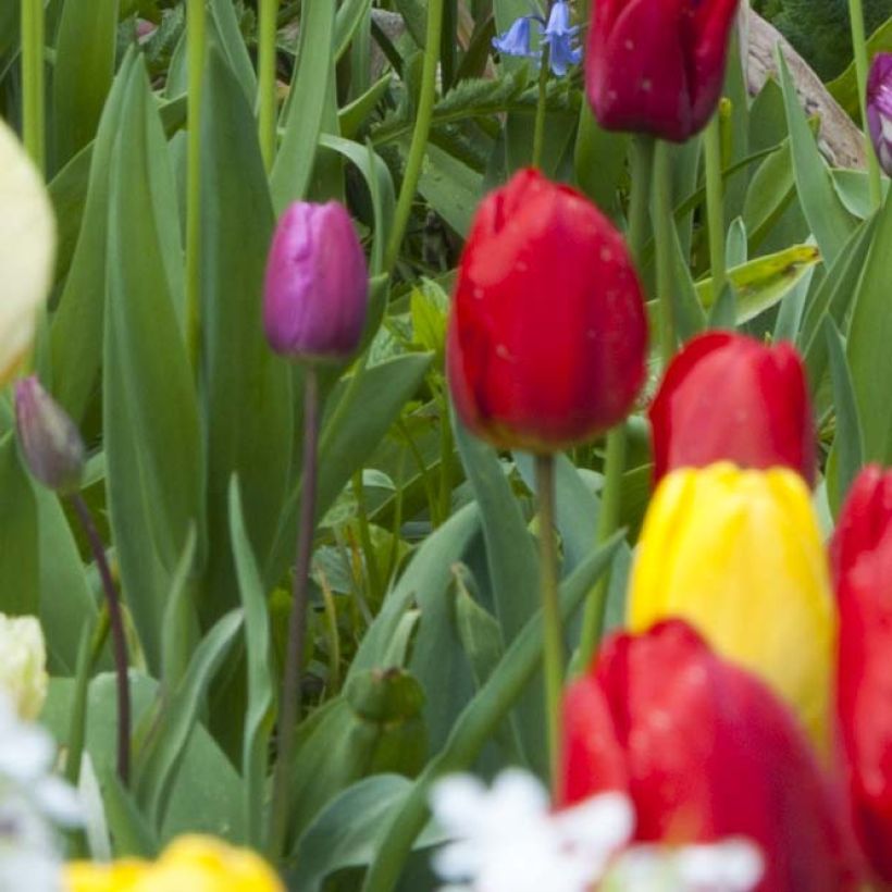 Triumph-Tulpe Ile de France (Foliage)