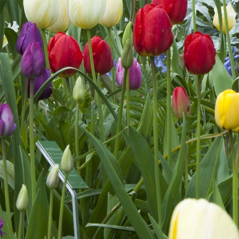 Triumph-Tulpe Ile de France (Plant habit)