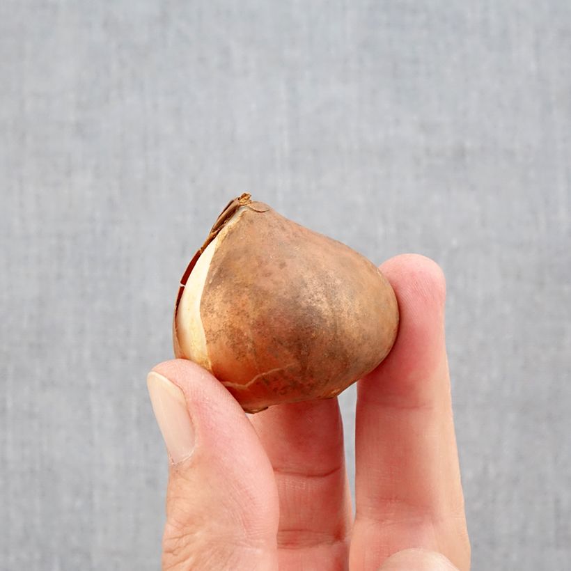 Exemplar von Triumph-Tulpe Kyoko Takahashi Zwiebel Kaliber/Größe 11/12 wie im Herbst geliefert