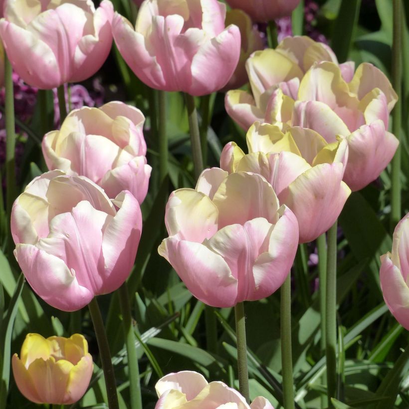 Triumph-Tulpe Mango Charm (Flowering)