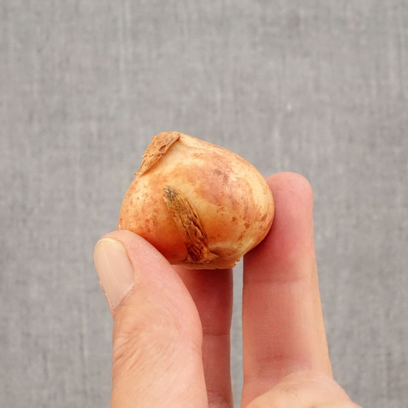 Exemplar von Viridiflora-Tulpe Doll's Minuet Zwiebel Kaliber/Größe 11+ wie im Herbst geliefert