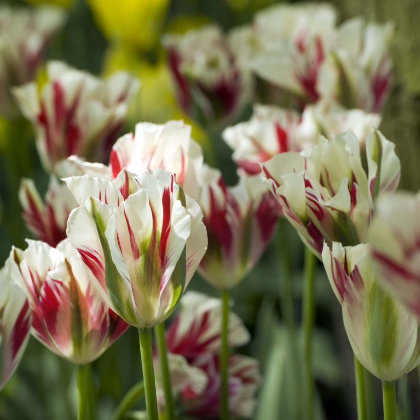 Viridiflora-Tulpe Flaming Spring Green (Flowering)