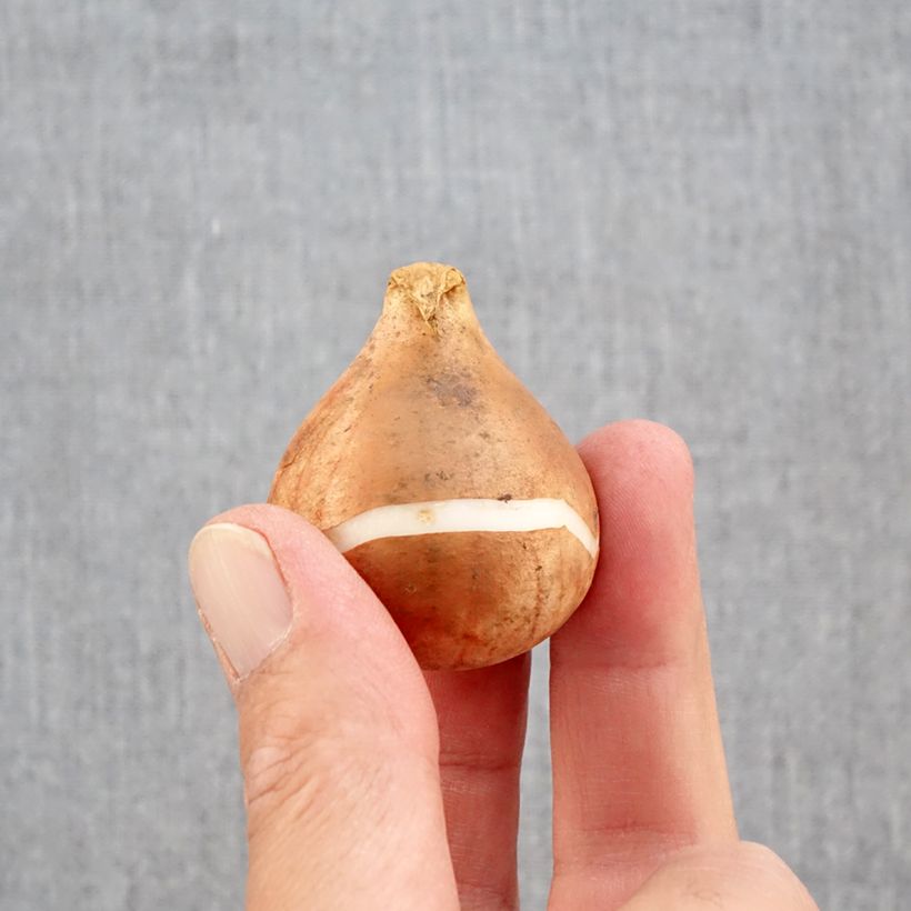 Exemplar von Mix Tulpe Rembrandt Mix Zwiebel Kaliber/Größe 12+ wie im Herbst geliefert