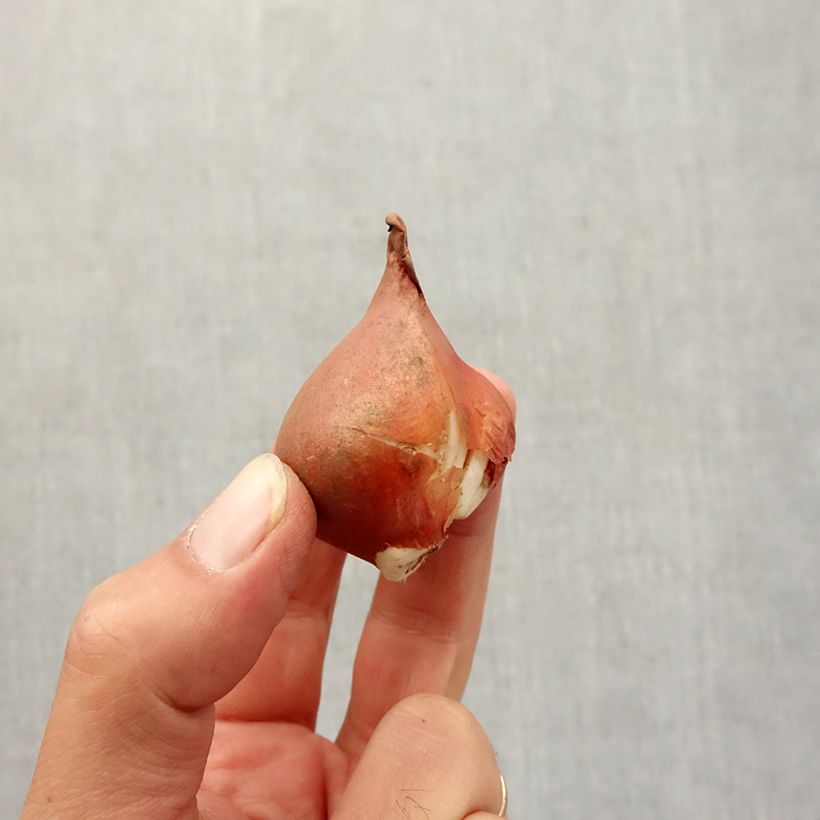 Example of Viridiflora-Tulpe Mix Zwiebel size 12+ as you get in automne