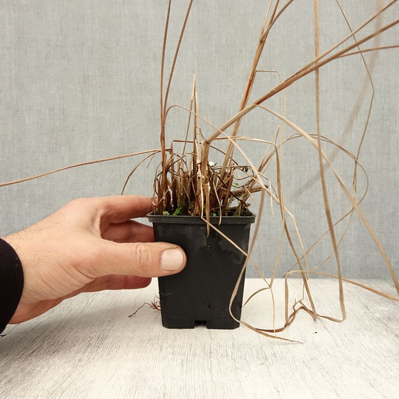 Example of Typha angustifolia - Schmalblättriger Rohrkolben Kleine Töpfe von 8/9 cm as you get in automne