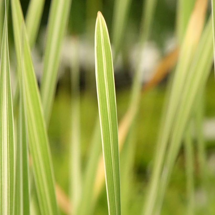 Typha latifolia Variegata - Breitblättriger Rohrkolben (Foliage)