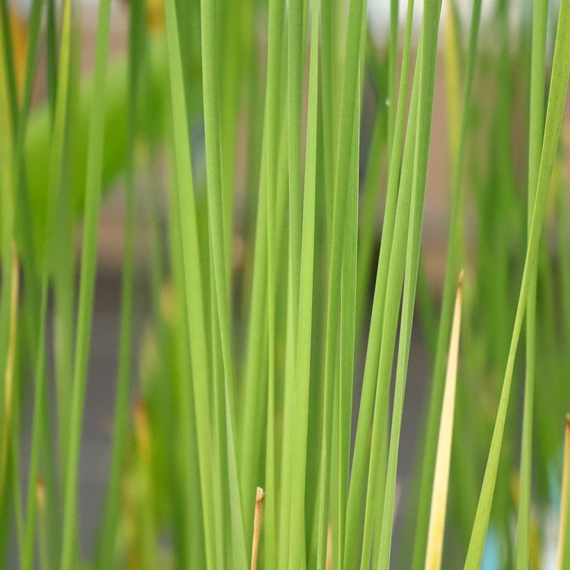 Typha laxmannii - Laxmanns Rohkolben (Foliage)