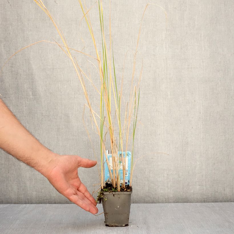 Exemplar von Typha laxmannii - Laxmanns Rohkolben Kleine Töpfe von 8/9 cm wie im Herbst geliefert