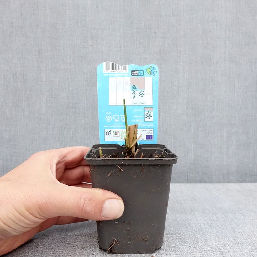 Exemplar von Typha laxmannii - Laxmanns Rohkolben Kleine Töpfe von 8/9 cm wie im Frühjahr geliefert